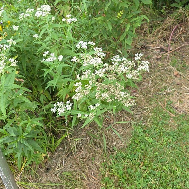 Photo of the plant species American Black Elderberry by @PoisedZulugiant named Taylor Swift on Greg, the plant care app