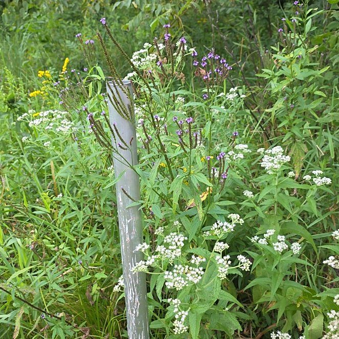 Photo of the plant species Dame's Rocket by @PoisedZulugiant named James Dean on Greg, the plant care app