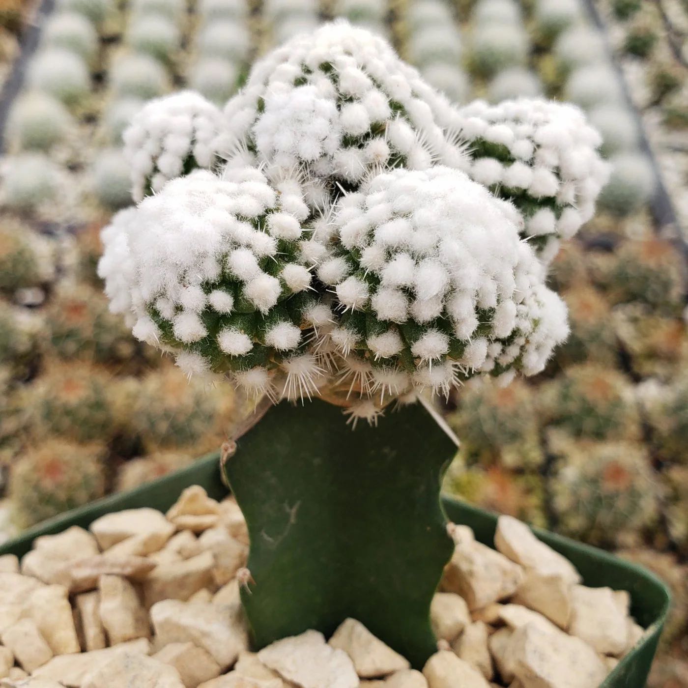 Photo of the plant species Mammillaria gracilis 'Oruga' by @StarShadbush51 named fluffy on Greg, the plant care app