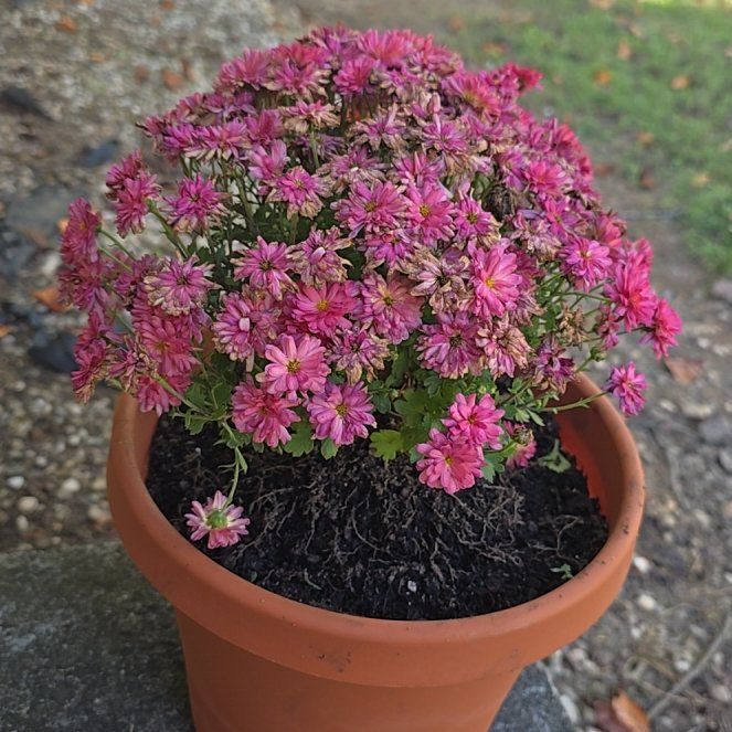 Photo of the plant species Chrysanthemum 'Jacqueline Rose' by @FunnyTipa36 named Sigmund on Greg, the plant care app