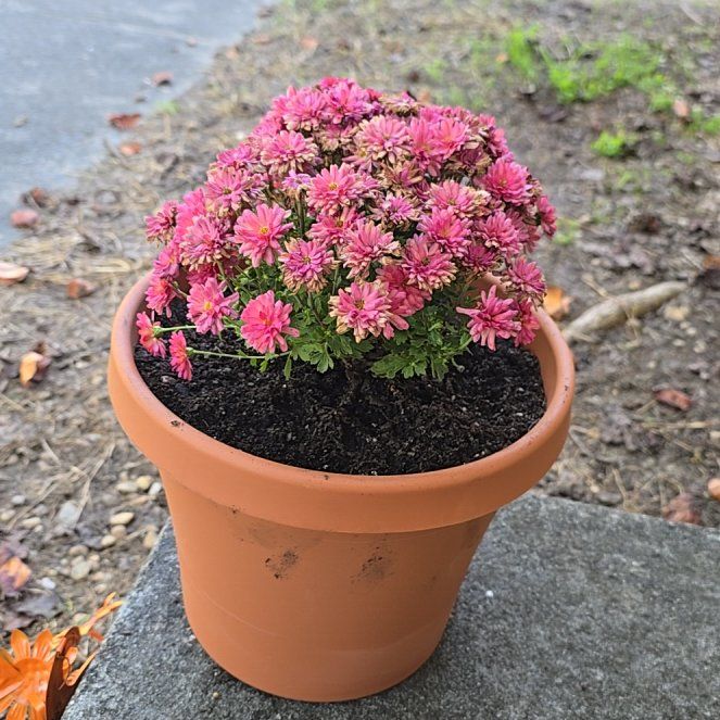Photo of the plant species Chrysanthemum 'Jacqueline Rose' by @FunnyTipa36 named Bella on Greg, the plant care app