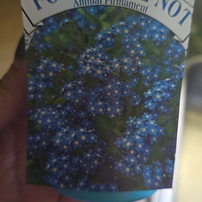 Photo of the plant species Small Forget-me-not by @FunnyTipa36 named Apollo on Greg, the plant care app