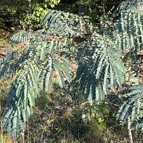 Photo of the plant species Coffee Bush by @LucidMint79 named Anne on Greg, the plant care app