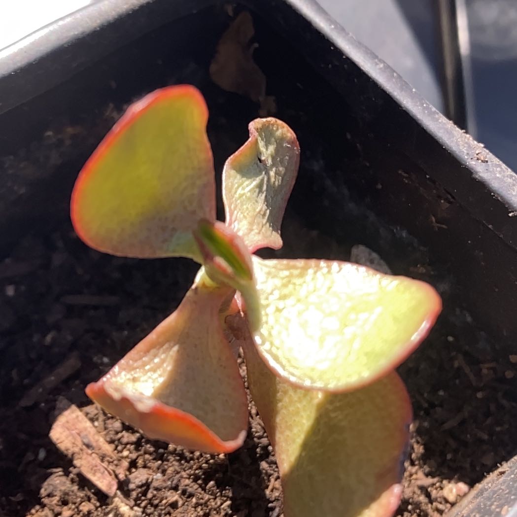 Photo of the plant species Jade Succulant by @HotHenbane22 named Rihanna on Greg, the plant care app