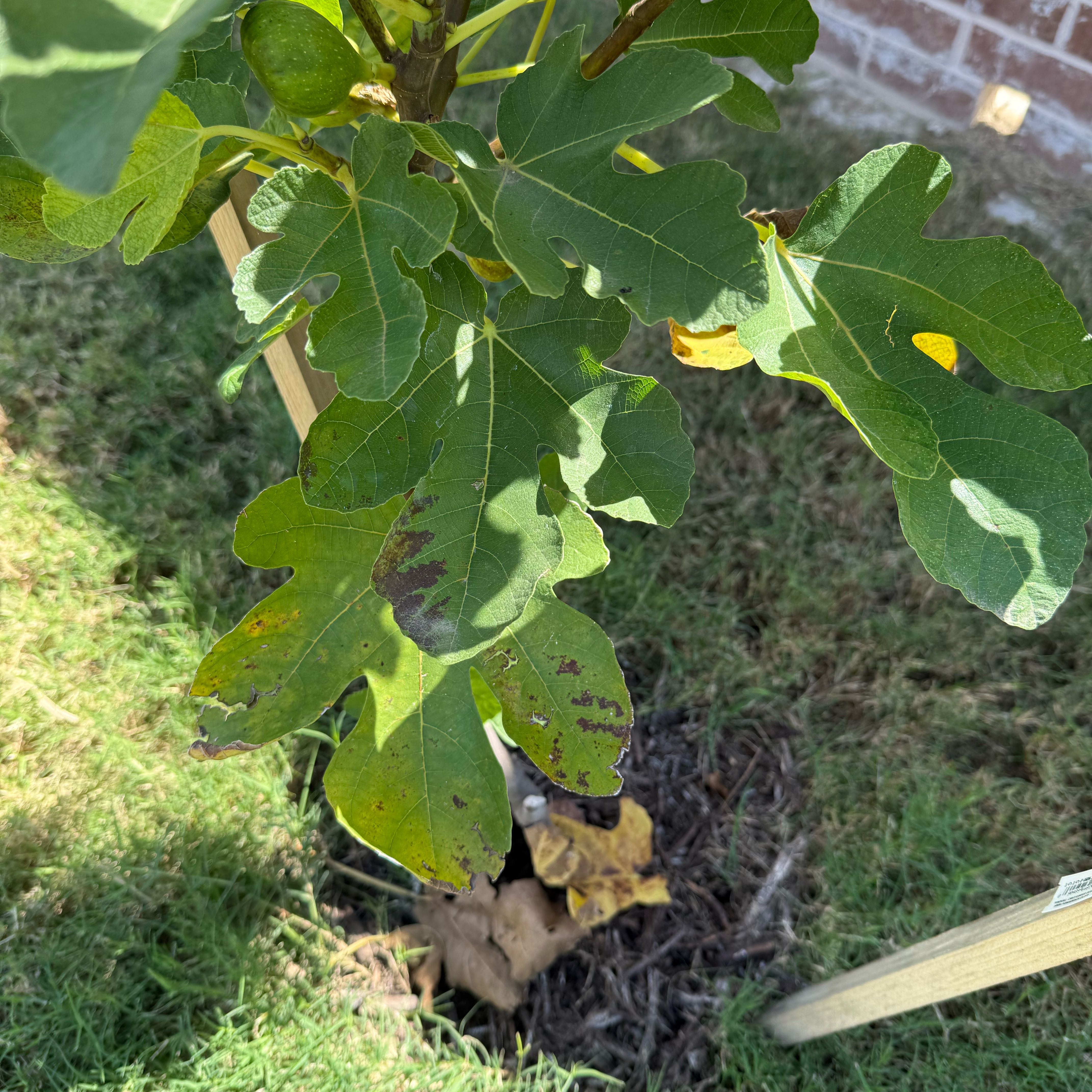 Photo of the plant species Honey Fig by @OpenlyTawa49 named Fig: Unk Greek on Greg, the plant care app