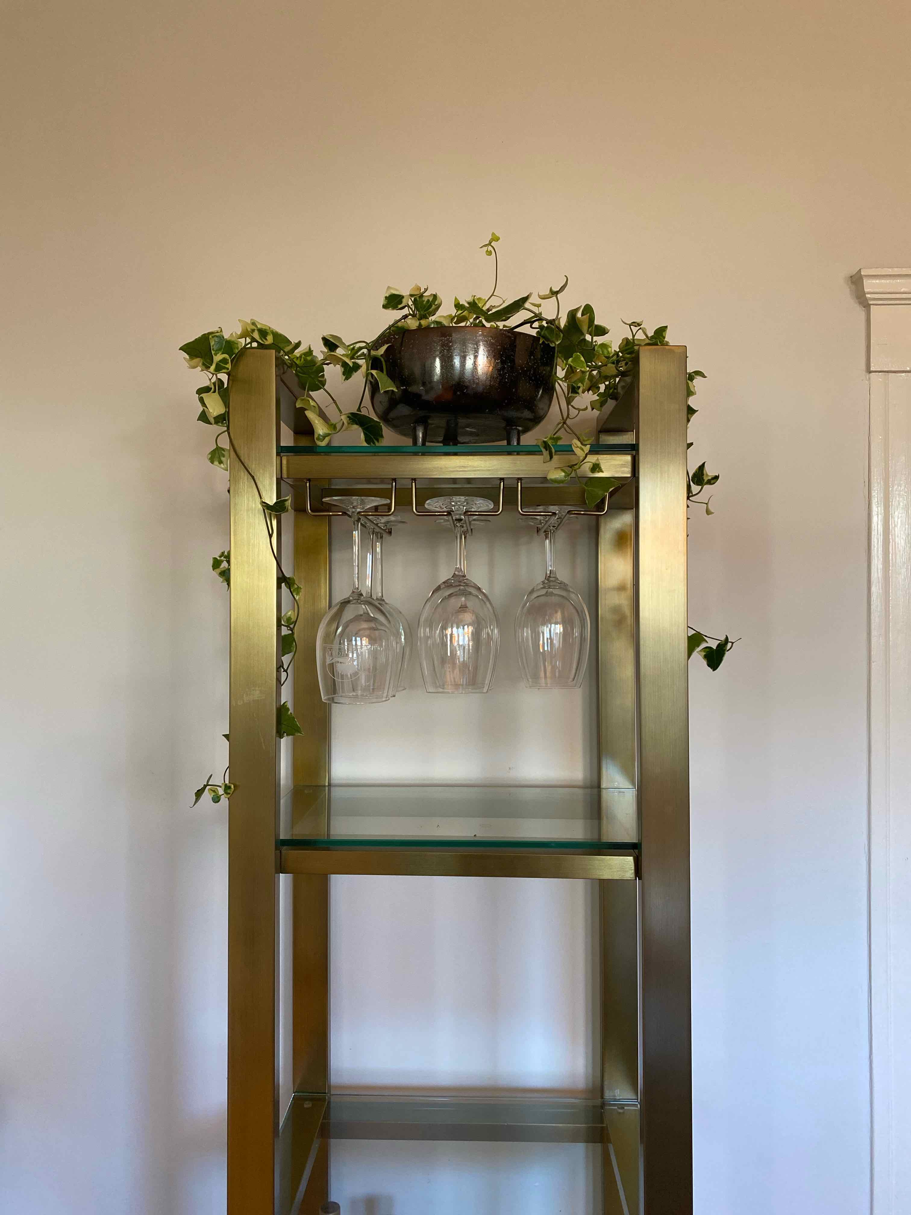 Variegated Wax Ivy plant on a shelf with vibrant leaves and no visible signs of disease.