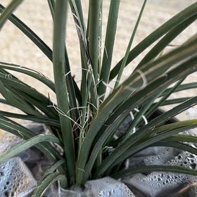 Photo of the plant species Adam's-Needle by @RadDecodon95 named Yucca on Greg, the plant care app
