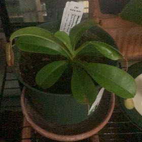 Photo of the plant species Nepenthes Alata x Ventricosa by @SturdyMizuna15 named Sigmund on Greg, the plant care app