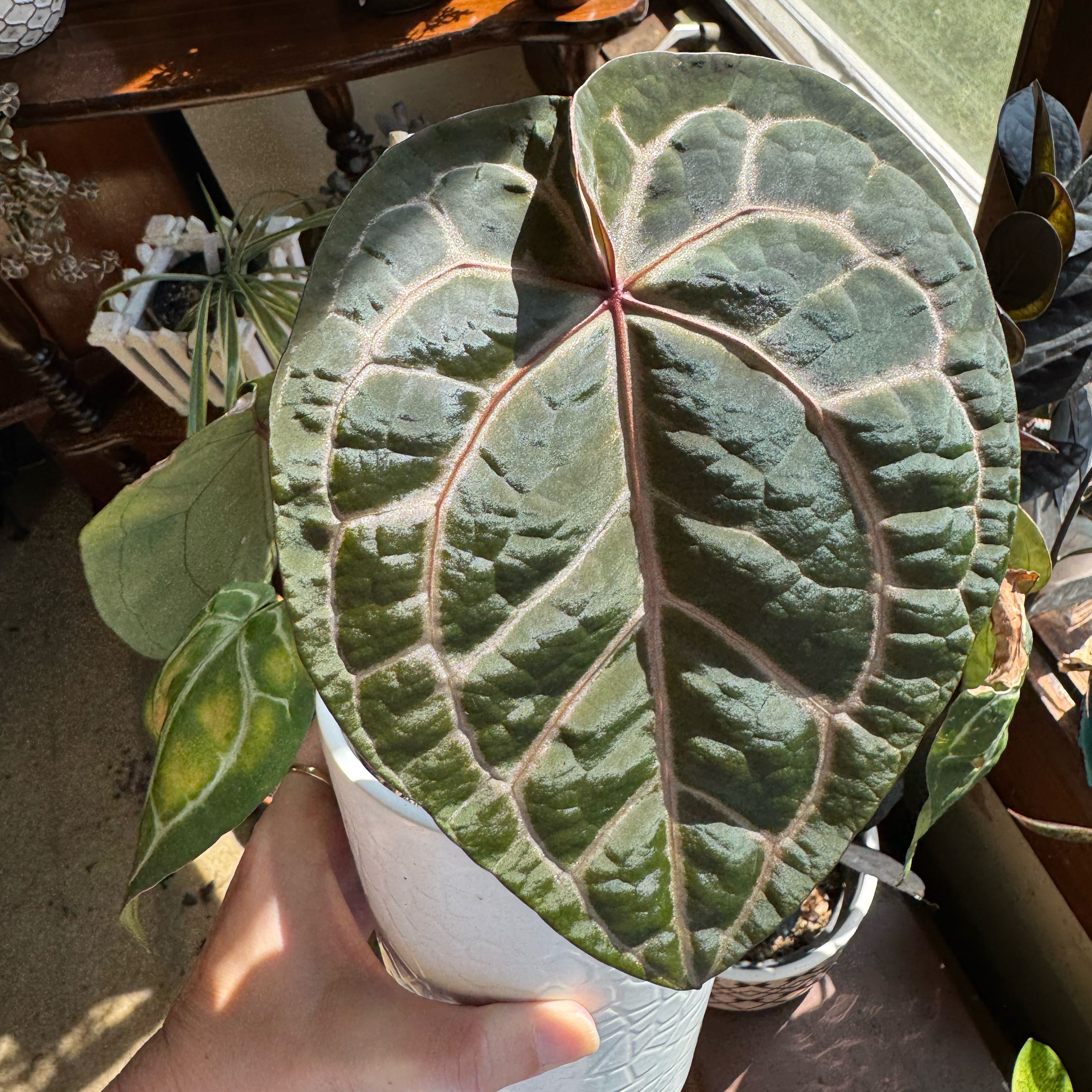 Photo of the plant species Anthurium Doc Block Michelle by @GuruAraguaney27 named Scarlett on Greg, the plant care app