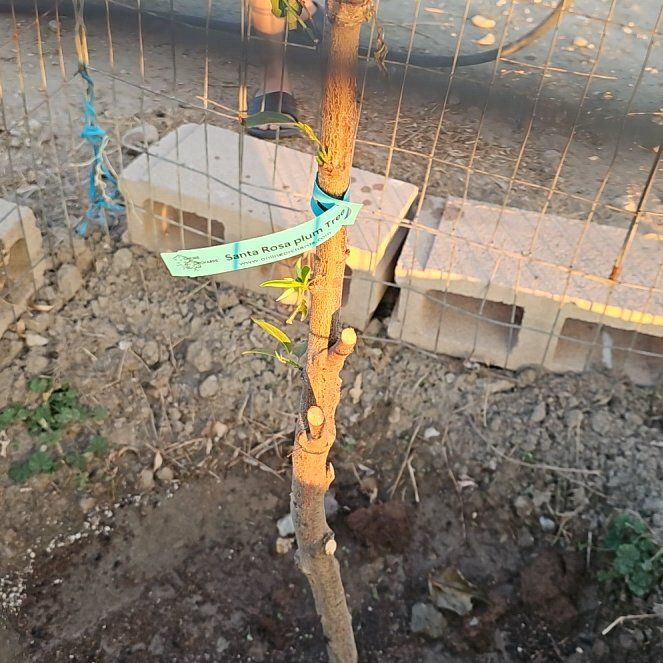 Photo of the plant species Santa Rosa Plum by @ClassyGutweed41 named Bruce Lee on Greg, the plant care app