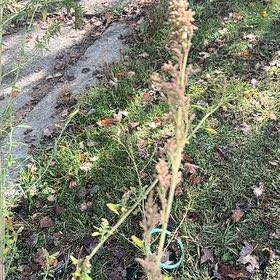 Photo of the plant species Barnyard Grass by @HipBetel62 named Gaga on Greg, the plant care app