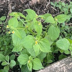 Photo of the plant species Hairy Galinsoga by @HipBetel62 named Muhammad Ali on Greg, the plant care app