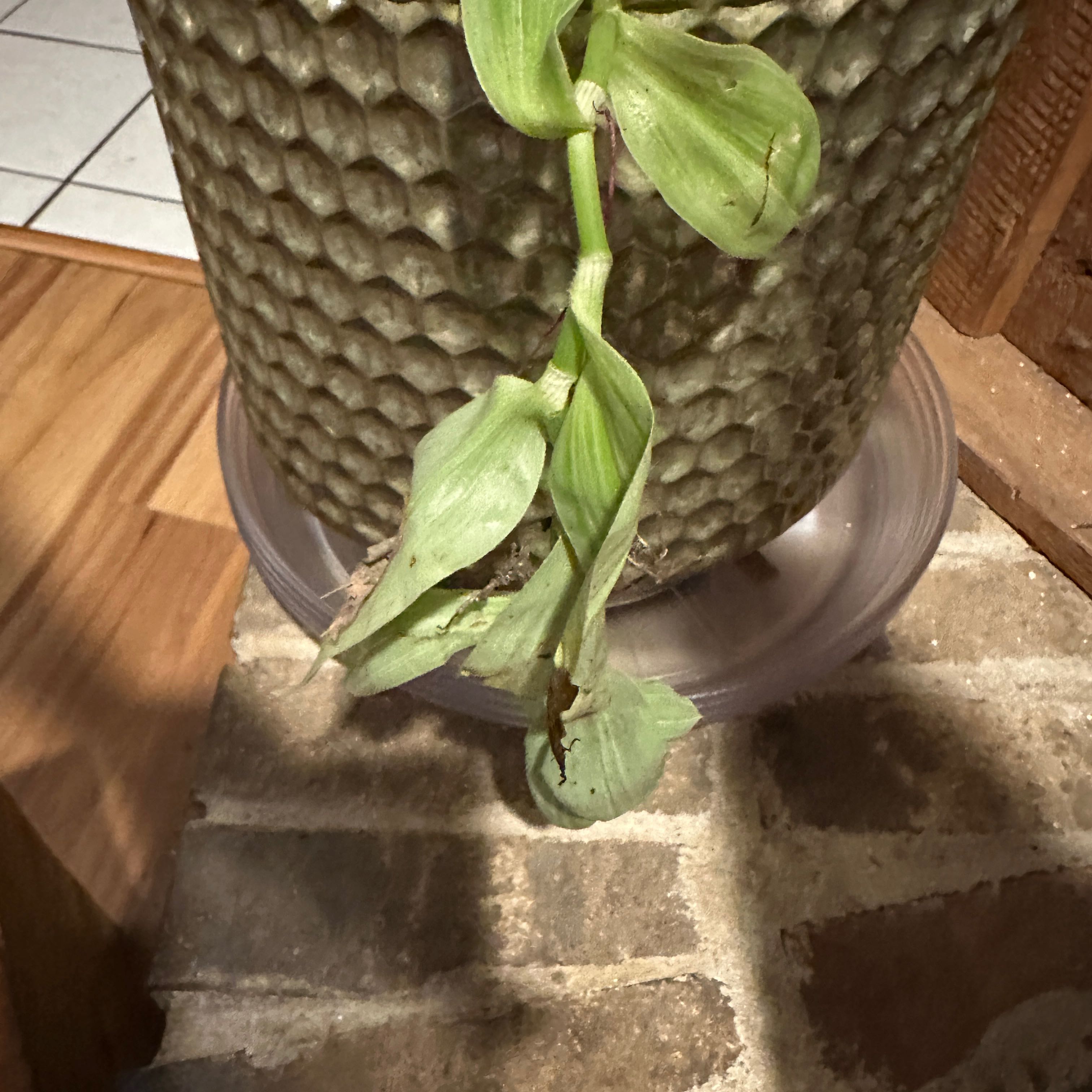 Photo of the plant species Wandering Jew 'Tikal' by @ReallyCooperi74 named Zeus on Greg, the plant care app