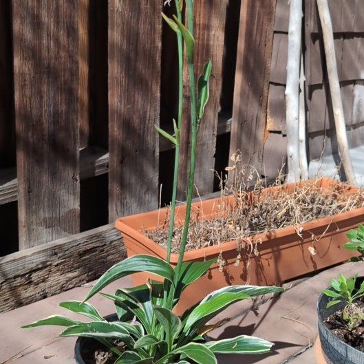 Photo of the plant species Francee Hosta by @MeekCorkoak33 named Naomi on Greg, the plant care app