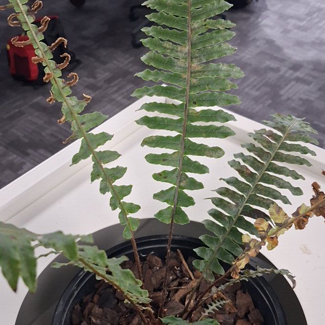 Photo of the plant species Blechnum Fern by @LavishCamelina named Messi on Greg, the plant care app