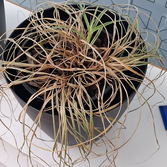 Photo of the plant species Carex oshimensis 'EverColor® Everest' by @LavishCamelina named Baesil on Greg, the plant care app