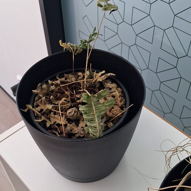 Photo of the plant species Blechnum Fern by @LavishCamelina named Elle on Greg, the plant care app