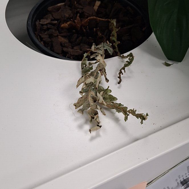 Plant care for Virginia Chain Fern on Greg, the plant care app