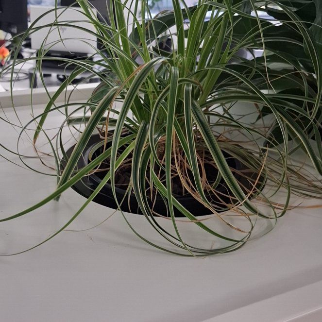 Photo of the plant species Carex oshimensis 'EverColor® Everest' by @LavishCamelina named Pax on Greg, the plant care app