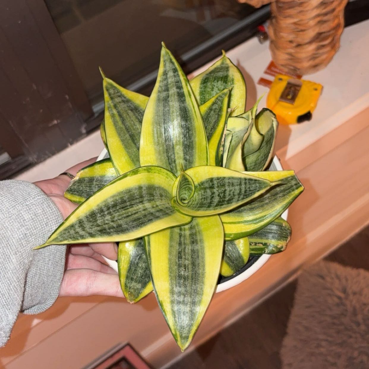 Photo of the plant species Golden Hahnii Snake Plant by @RulerCowvine45 named Beckham on Greg, the plant care app