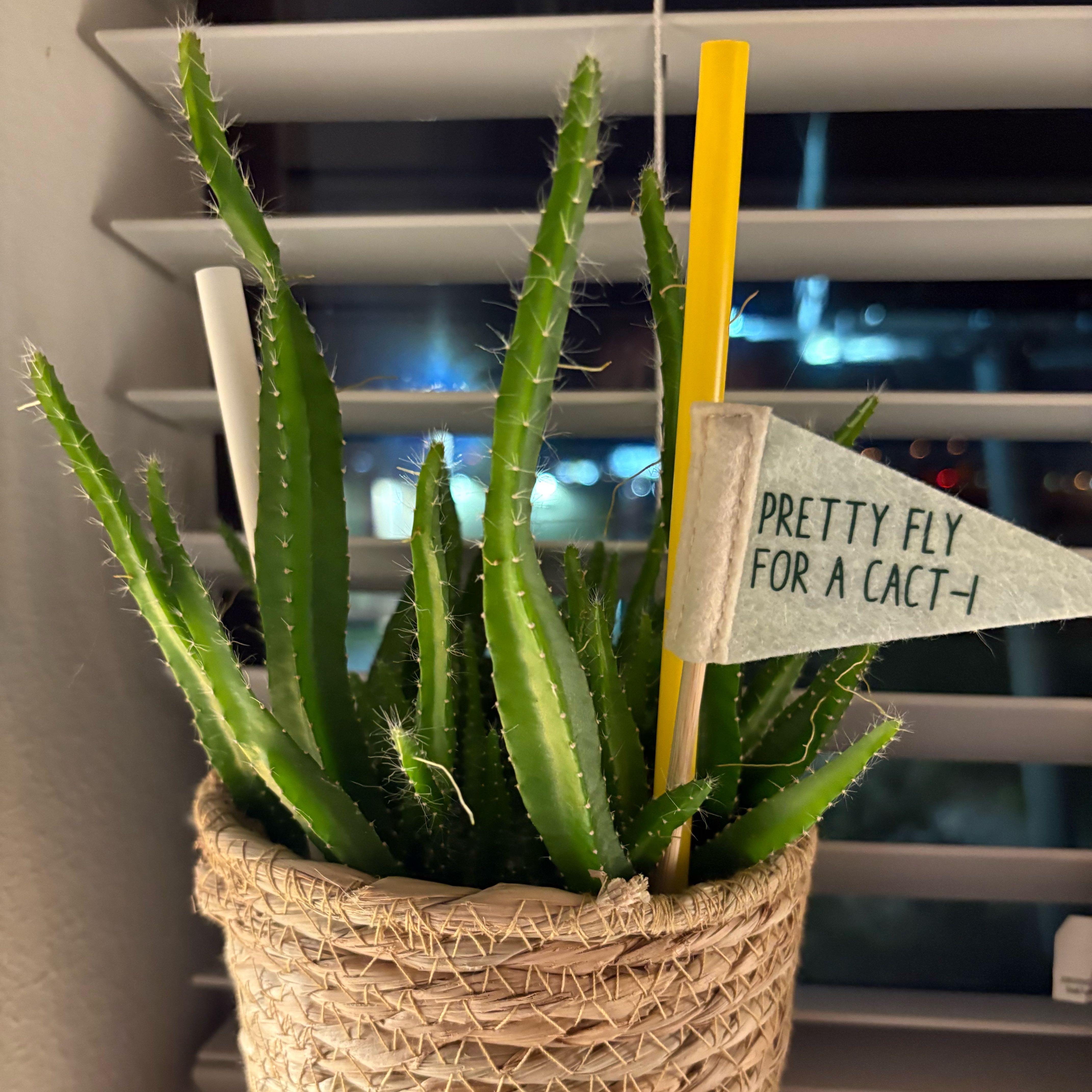 Photo of the plant species dragon fruit cactus by @RulerCowvine45 named Maya on Greg, the plant care app