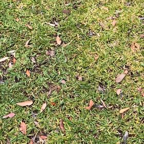 Photo of the plant species Buffalo Grass by @DecorousCanna named Zion on Greg, the plant care app