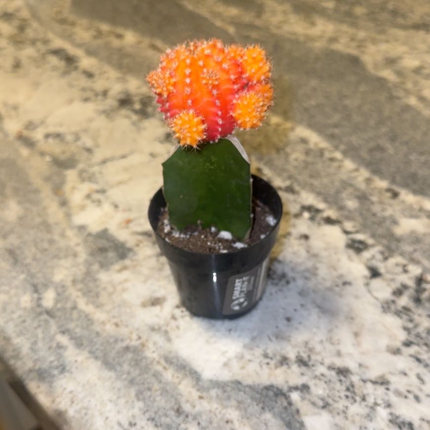 Photo of the plant species Grafted Cactus by @VipGrass60 named Gregarious on Greg, the plant care app