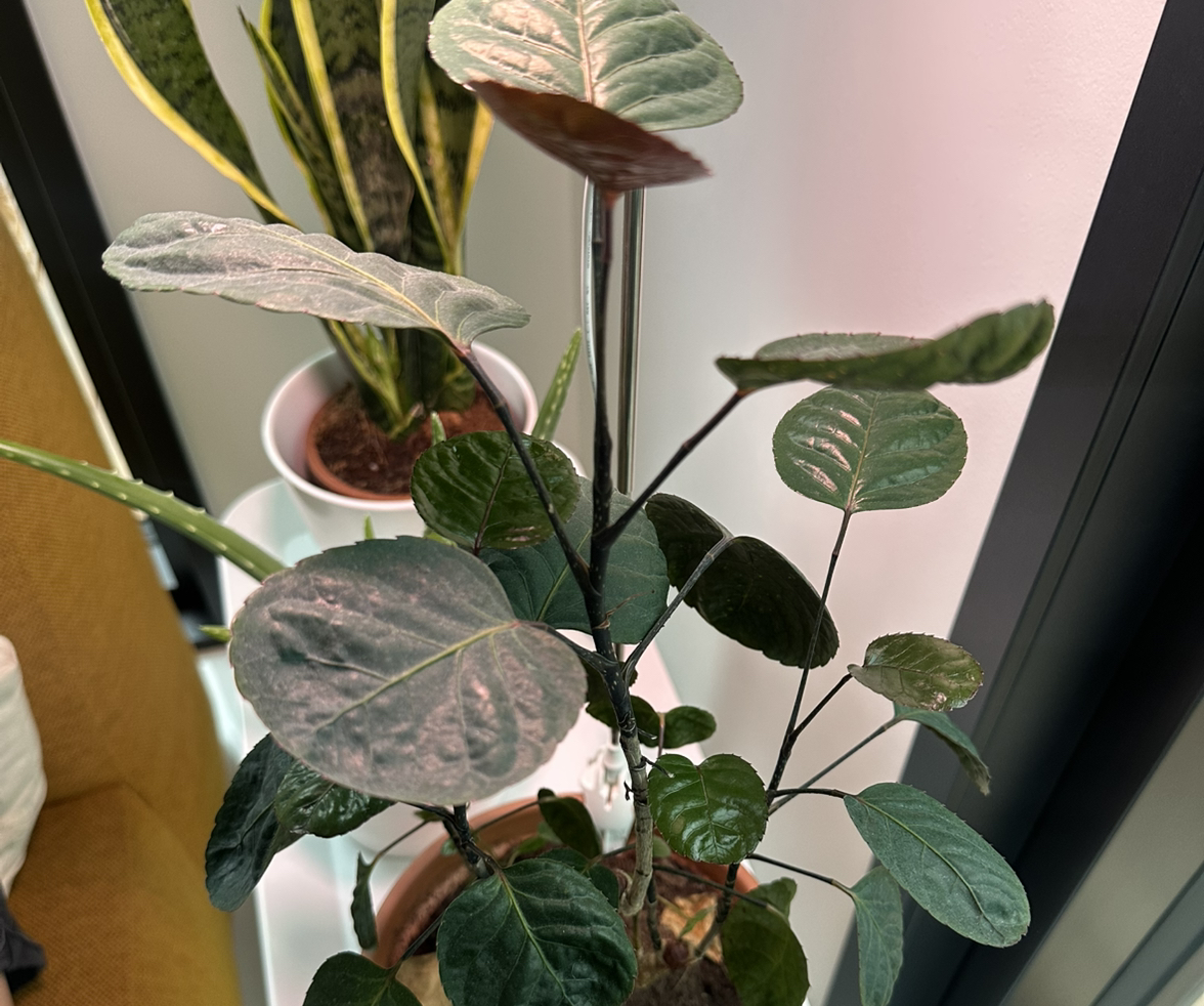 Photo of the plant species Shield Aralia by @AngelMaypop87 named Keijo on Greg, the plant care app