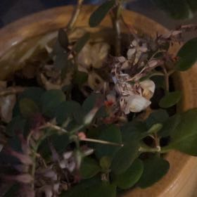 Photo of the plant species Caper Bush by @AnewHeather26 named Nemo on Greg, the plant care app