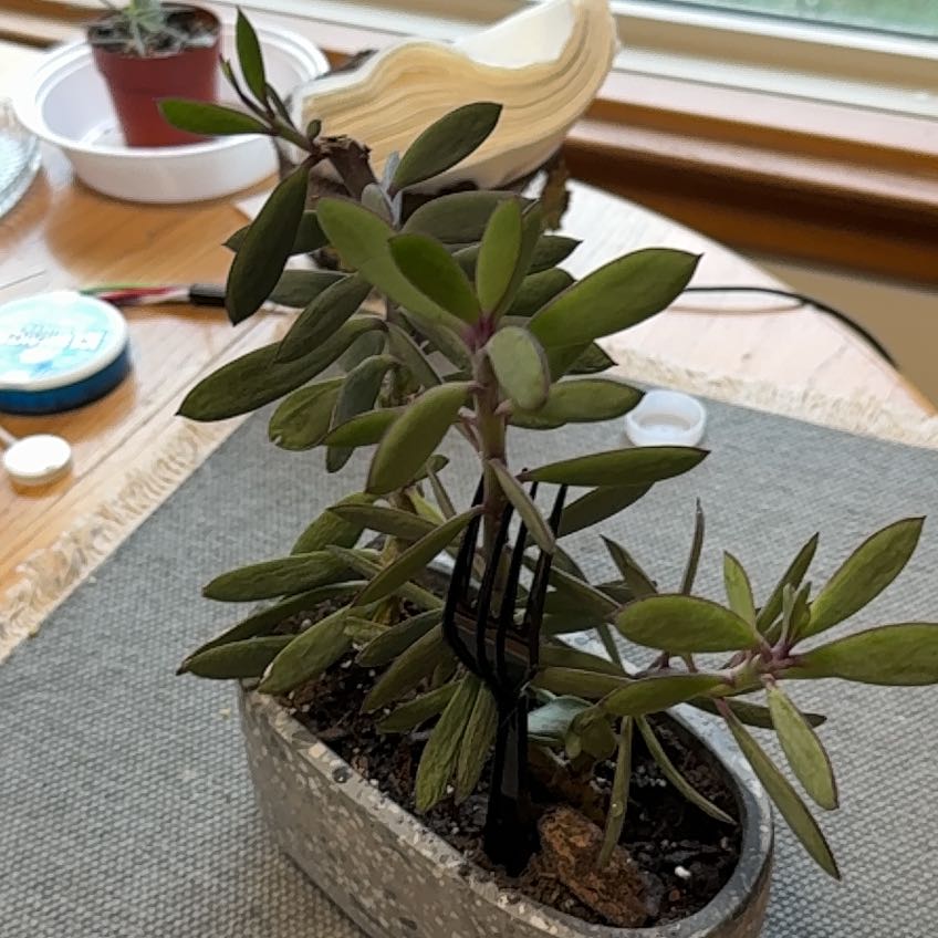 Photo of the plant species Propeller Plant by @BossSedeveria63 named Marilyn on Greg, the plant care app