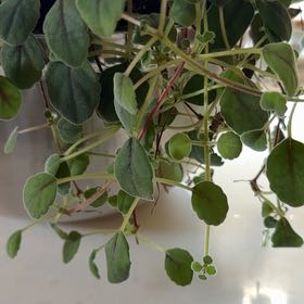 Photo of the plant species Trailing African Violet by @BossSedeveria63 named Mochi on Greg, the plant care app