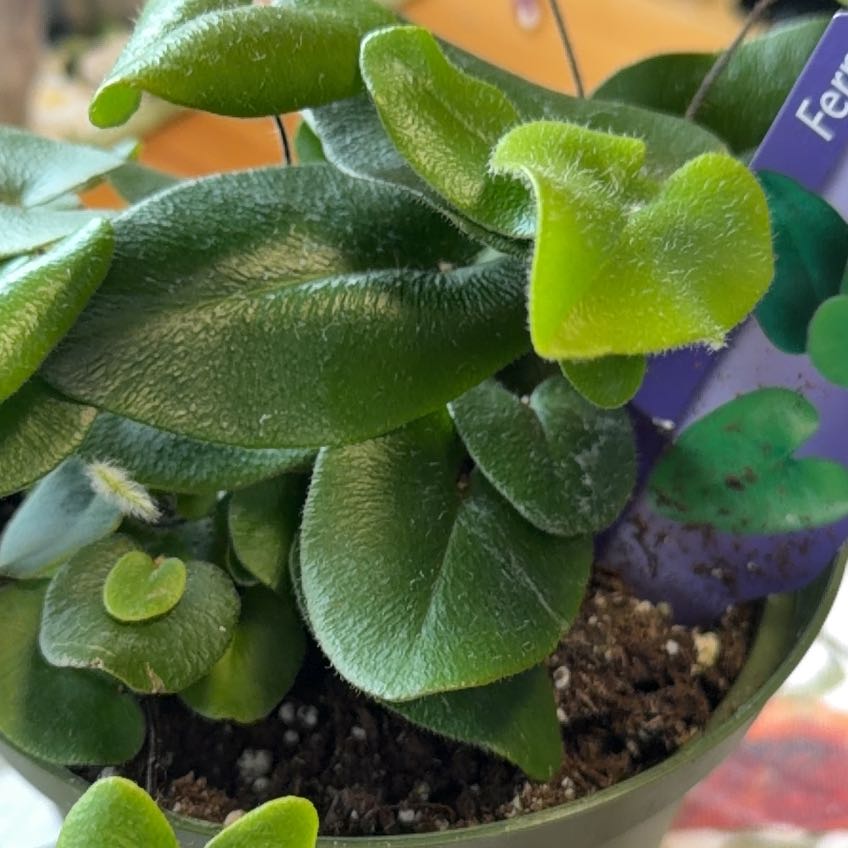 Photo of the plant species Heart Leaf Fern by @BossSedeveria63 named My Heart on Greg, the plant care app