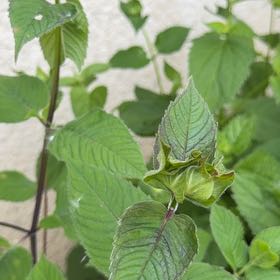 Photo of the plant species Monarda Didyma by @BossSedeveria63 named Messi on Greg, the plant care app