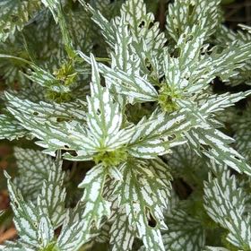 Photo of the plant species Aluminium Plant by @BossSedeveria63 named Lola on Greg, the plant care app