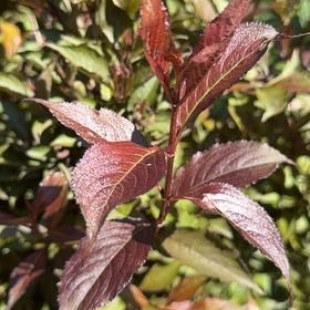 Photo of the plant species Cherry Plum by @BossSedeveria63 named Osmo on Greg, the plant care app