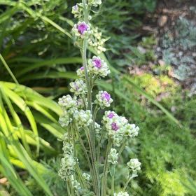 Photo of the plant species Purple Toadflax by @BossSedeveria63 named Kesha on Greg, the plant care app