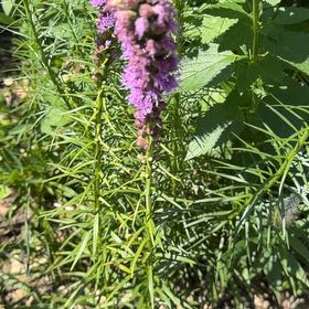 Photo of the plant species Dense Blazing Star by @BossSedeveria63 named Forrest on Greg, the plant care app