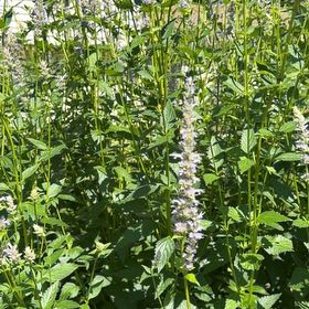 Photo of the plant species Anise-Hyssop by @BossSedeveria63 named Tree Diddy on Greg, the plant care app