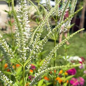 Photo of the plant species Gooseneck Loosestrife by @BossSedeveria63 named Baesil on Greg, the plant care app