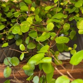 Photo of the plant species Sprawling Wirevine by @BossSedeveria63 named Aristotle on Greg, the plant care app