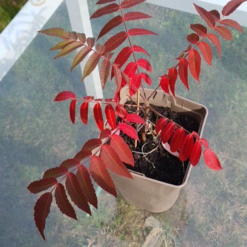 Photo of the plant species Sicilian Sumac by @LuckyFord63 named Queen on Greg, the plant care app