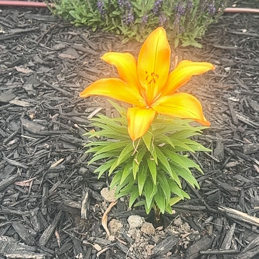 Photo of the plant species Orange Lily by @AvidRedhill94 named Cleopatra on Greg, the plant care app