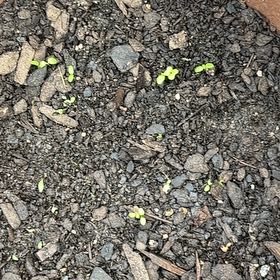 Photo of the plant species Coltsfoot by @MagicalSweetbox named Harmony on Greg, the plant care app