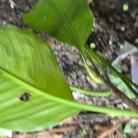 Photo of the plant species Dragon Root by @MagicalSweetbox named Fernie Mac on Greg, the plant care app