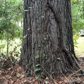 Photo of the plant species Loblolly Pine by @MagicalSweetbox named Mochi on Greg, the plant care app