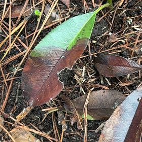 Photo of the plant species Tasmanian Blue Gum by @MagicalSweetbox named Rainier on Greg, the plant care app
