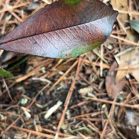 Photo of the plant species Oregon Grape by @MagicalSweetbox named Prince on Greg, the plant care app