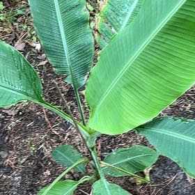 Photo of the plant species Cigar Plant by @MagicalSweetbox named Athena on Greg, the plant care app