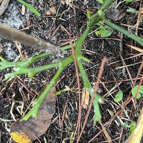 Photo of the plant species European Blueberry by @MagicalSweetbox named Gaga on Greg, the plant care app