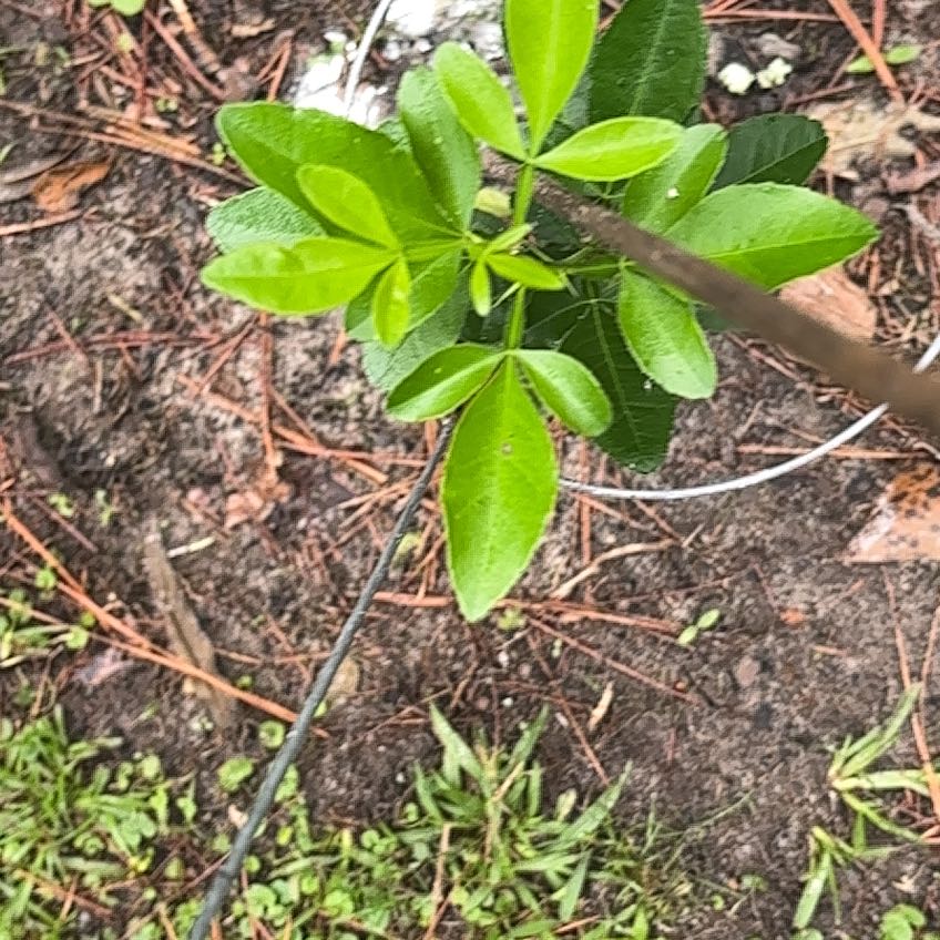 Photo of the plant species Mexican Orange Blossom by @MagicalSweetbox named Remington on Greg, the plant care app